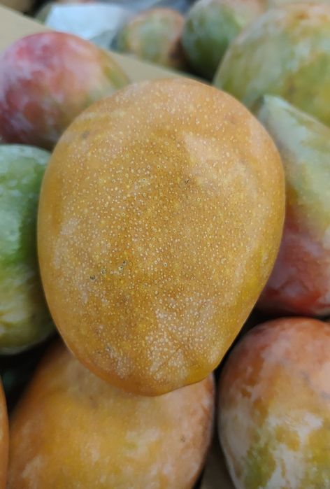 Mango ready to eat