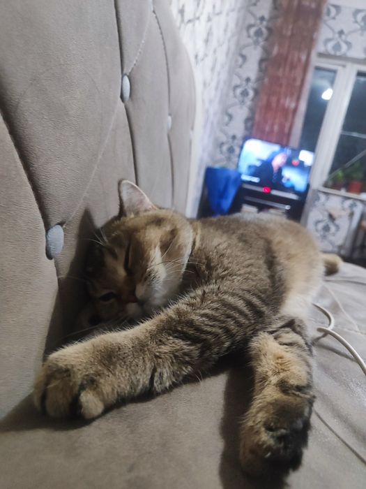 Продается британский котенок