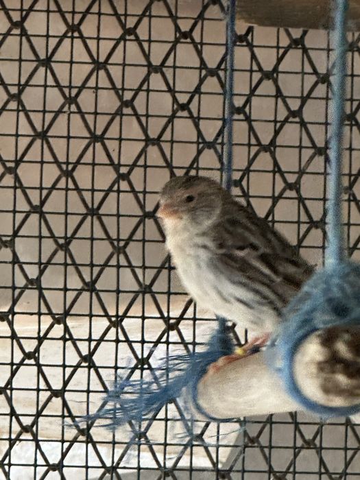 Canari de vanzare