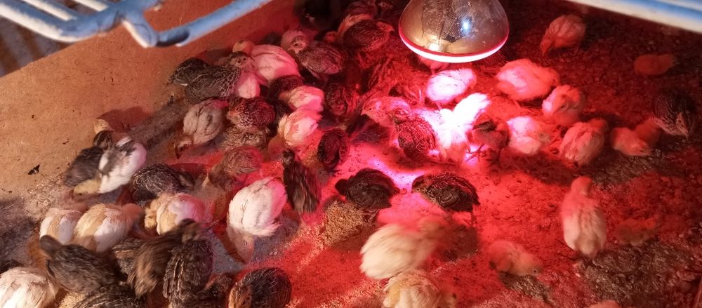 Бедана жўжалари сотилади