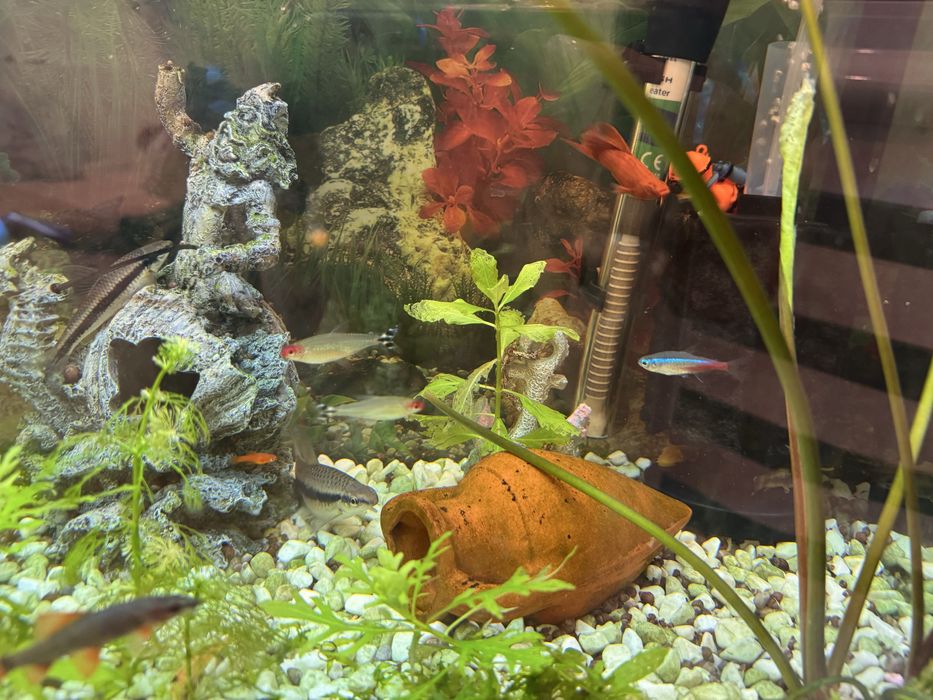 Аквариум изцяло оборудван