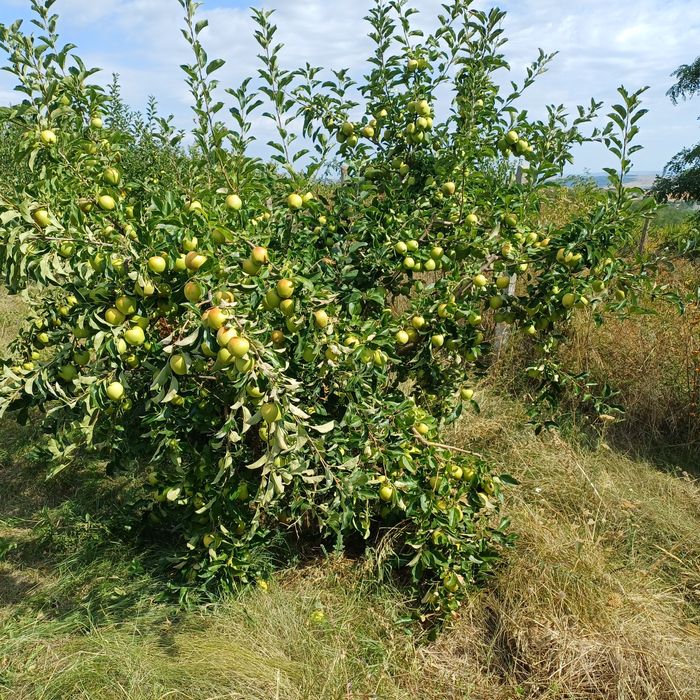 Vând mere golden 3,5 lei kg  la cantități mari negociem
