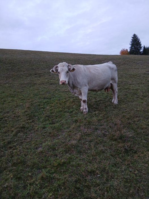 Vacă de 9 ani vânzare bună de lapte gestantă de 4 luni