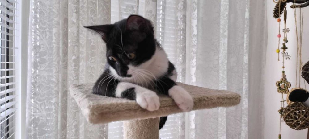 Коте Бела има спешна нужда от дом