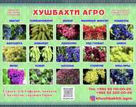 Саженцы Виноградов