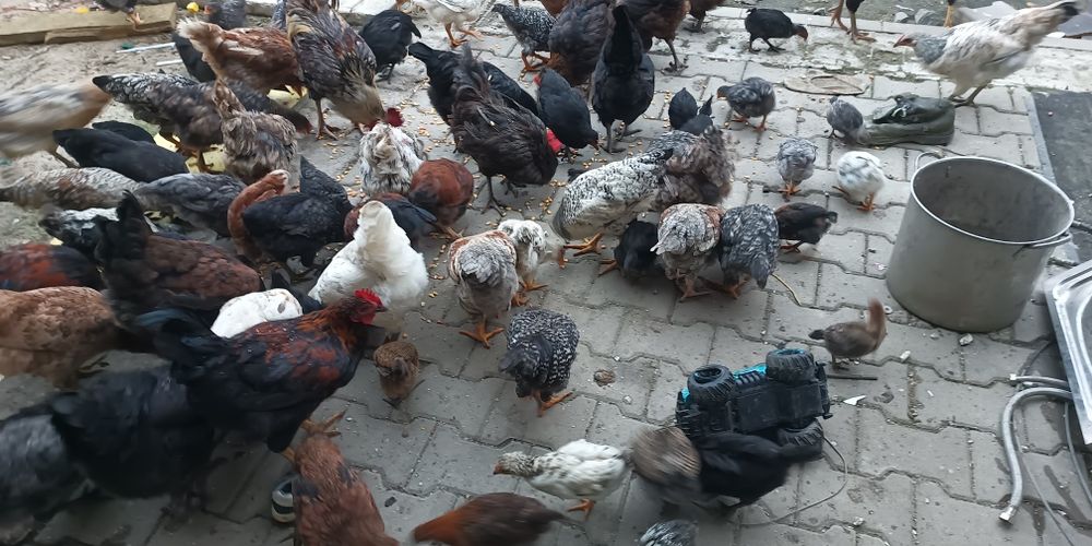 Vând găini și cocosi