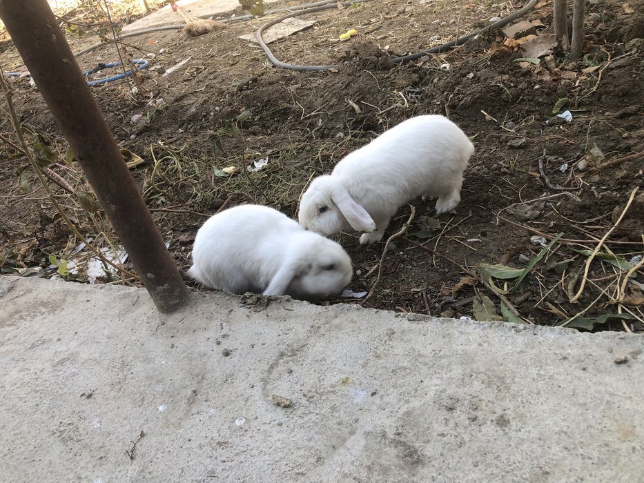 2 та декаратив карлик қуёнлар сотилади