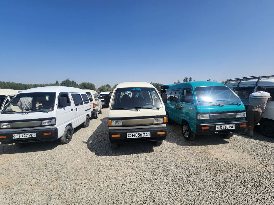 Damas sotildi serochny