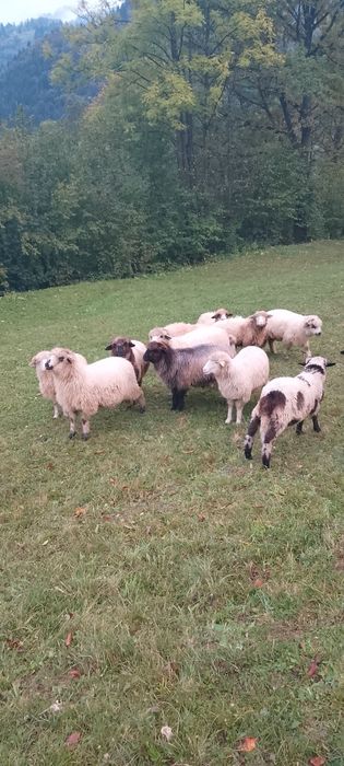 10 miele de vânzare