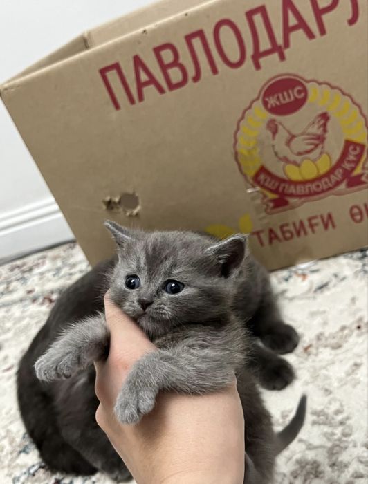 Ласковые котята ищут дом — шотландская порода