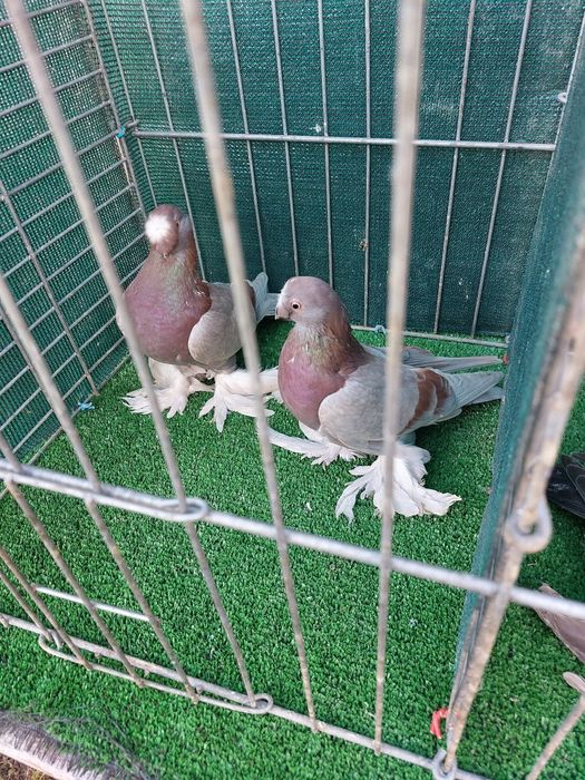 Jucatori de Botosani de vanzare