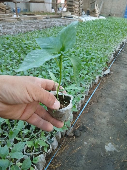 Памидор кучатлар бор