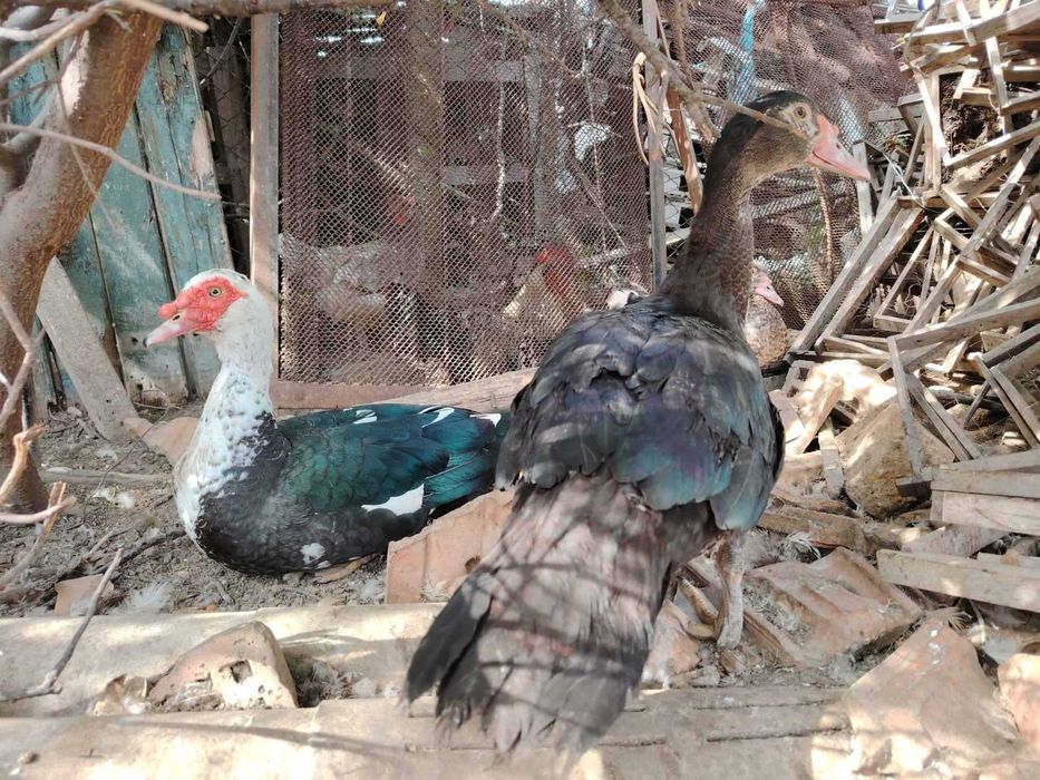 Неми патици млади