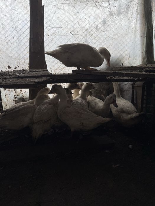 Rate de carne de vanzare