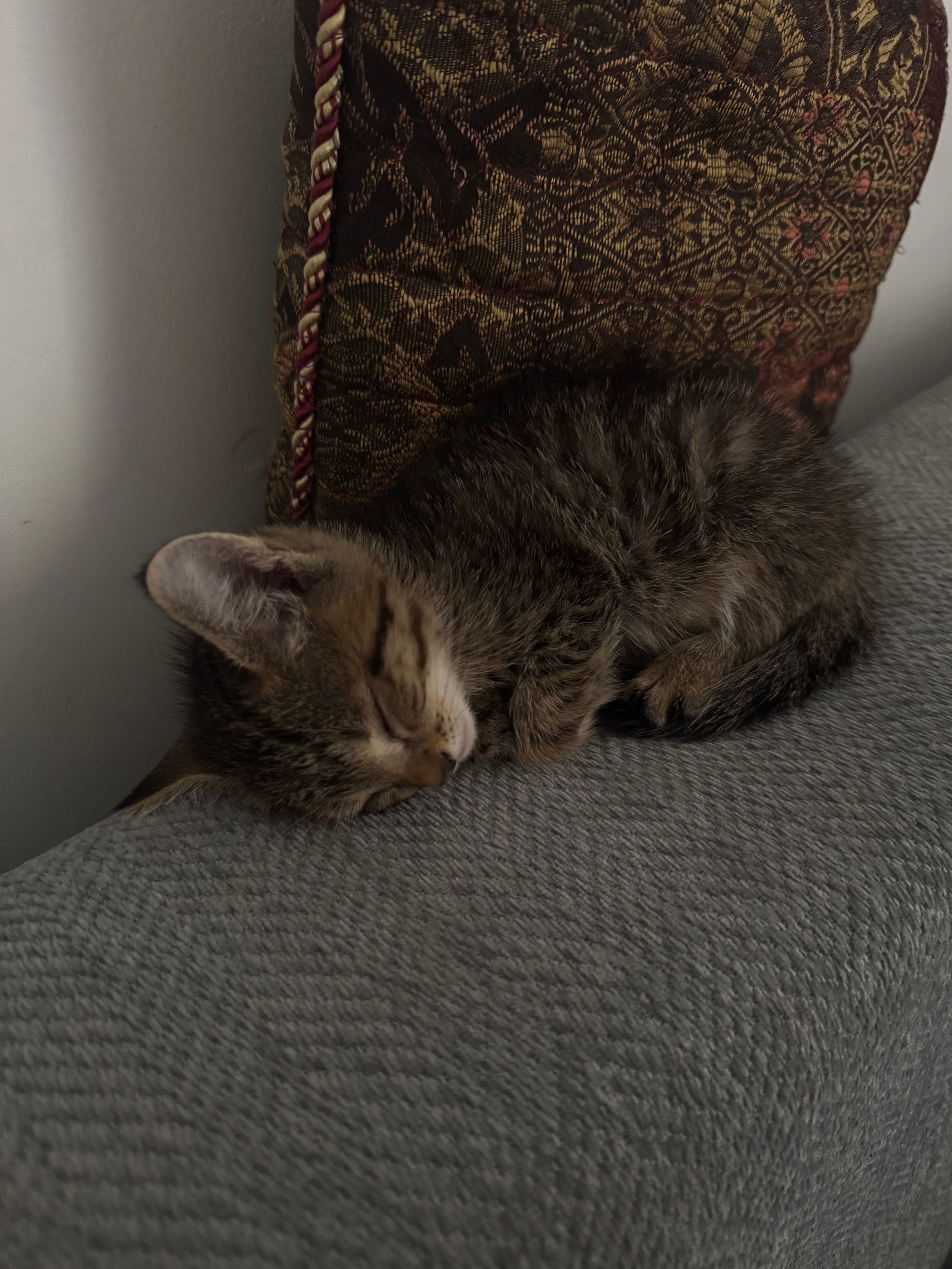 Котенок мальчик бесплатно