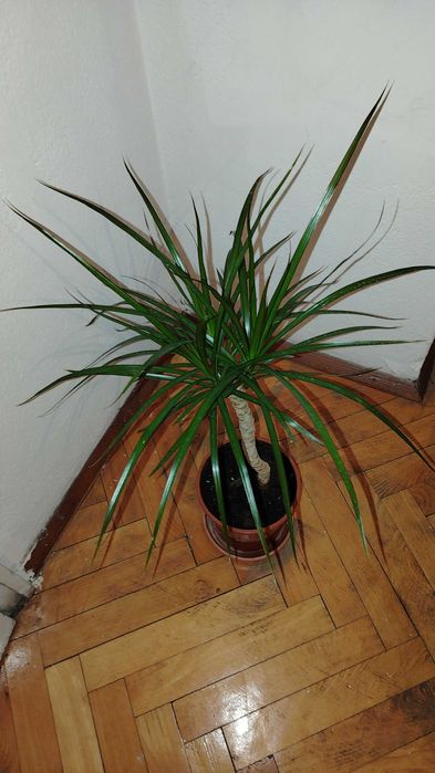 Саксийни цветя различни видове