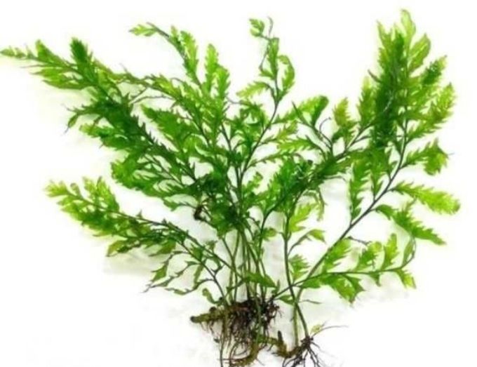 Аквариумное растение.