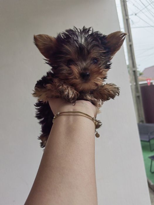 Femela Yorkshire Terrier