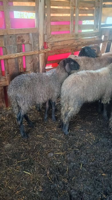 vând 5 miele și un berbec