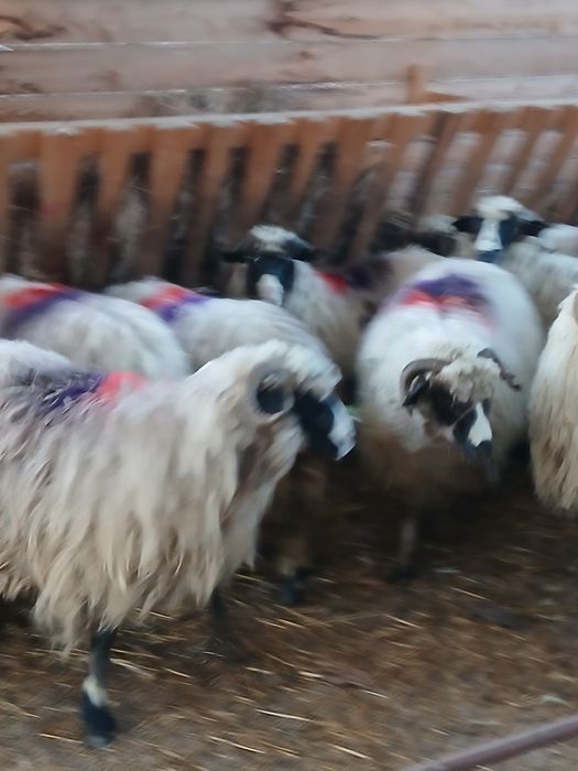 Vind 18 oi breze tinere cu nasul alb