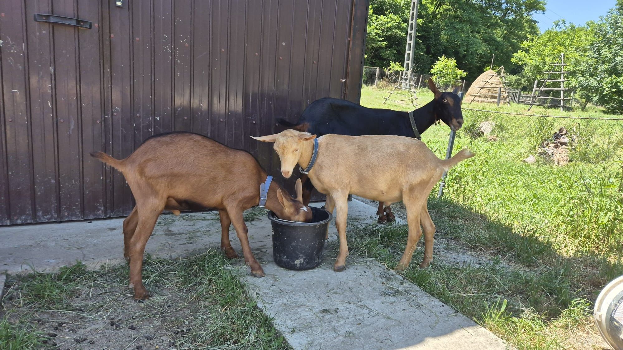 Vând 3 țapi ciuți genetic ,vârsta 5 luni,greutate aprox.30 kg