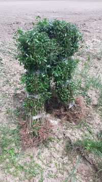 Ligustrum vulgare (lemn cainesc)