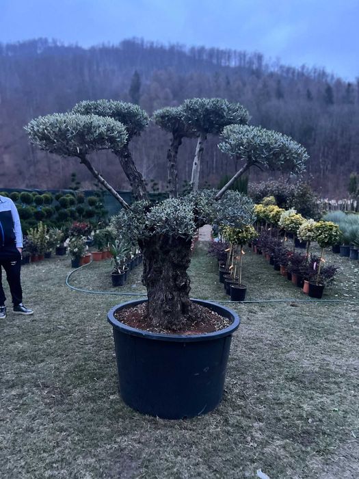 Plante Decorative , Calitate Extra