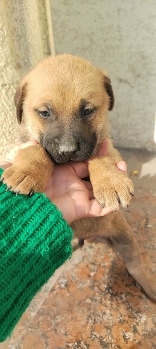 Продаётся щенок мальчик