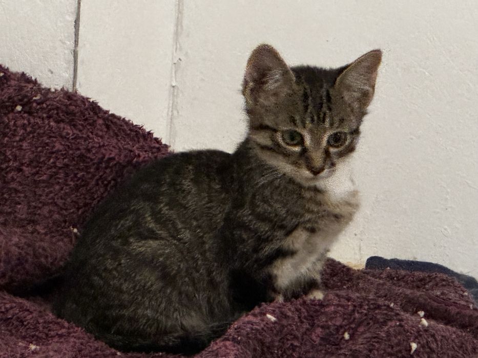 Donez pui de pisică – 3–4 luni