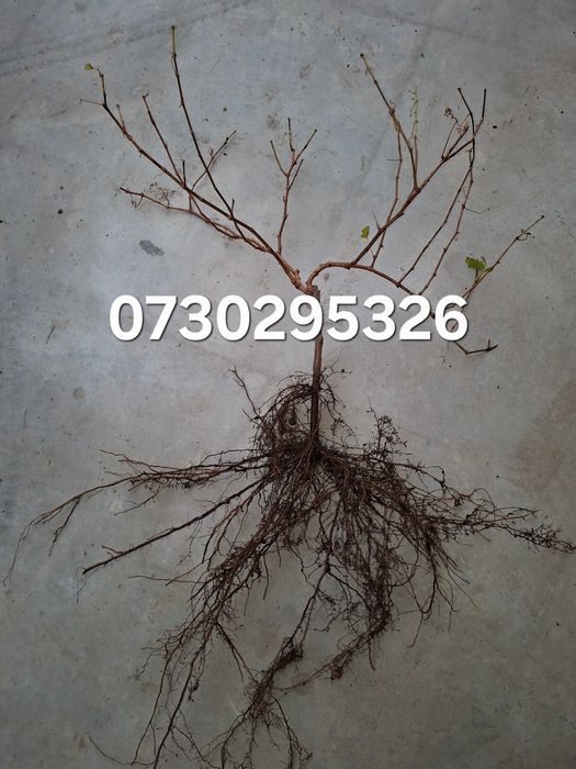 Vând Butași viță de vie altoită si hibridă Autorizata si Certificată