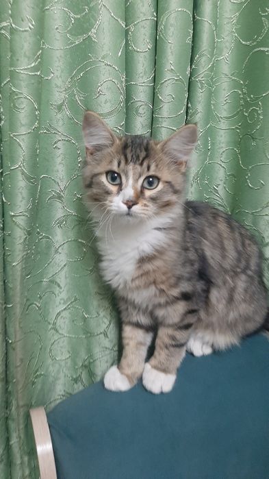 Котята в хорошие руки. Бесплатно.