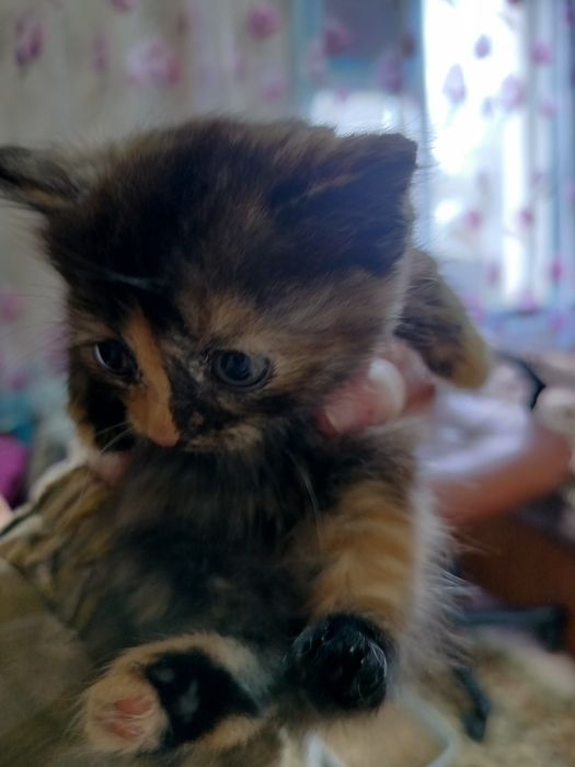 Отдам котеночка, кошечка