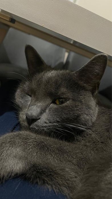 Кошка русская голубая