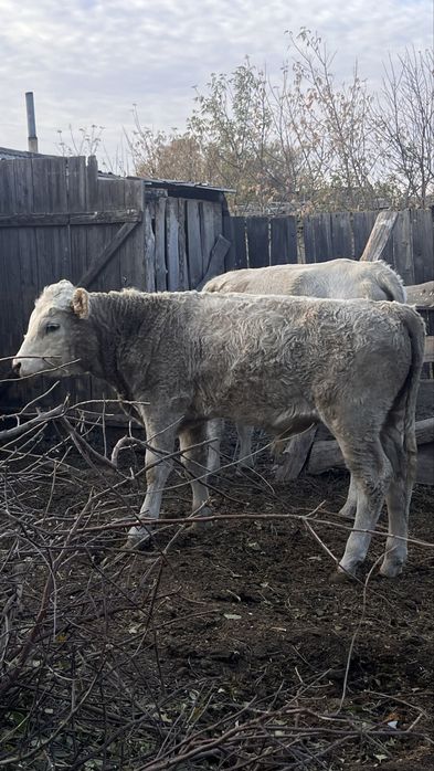 Продам двух бычков и телочку