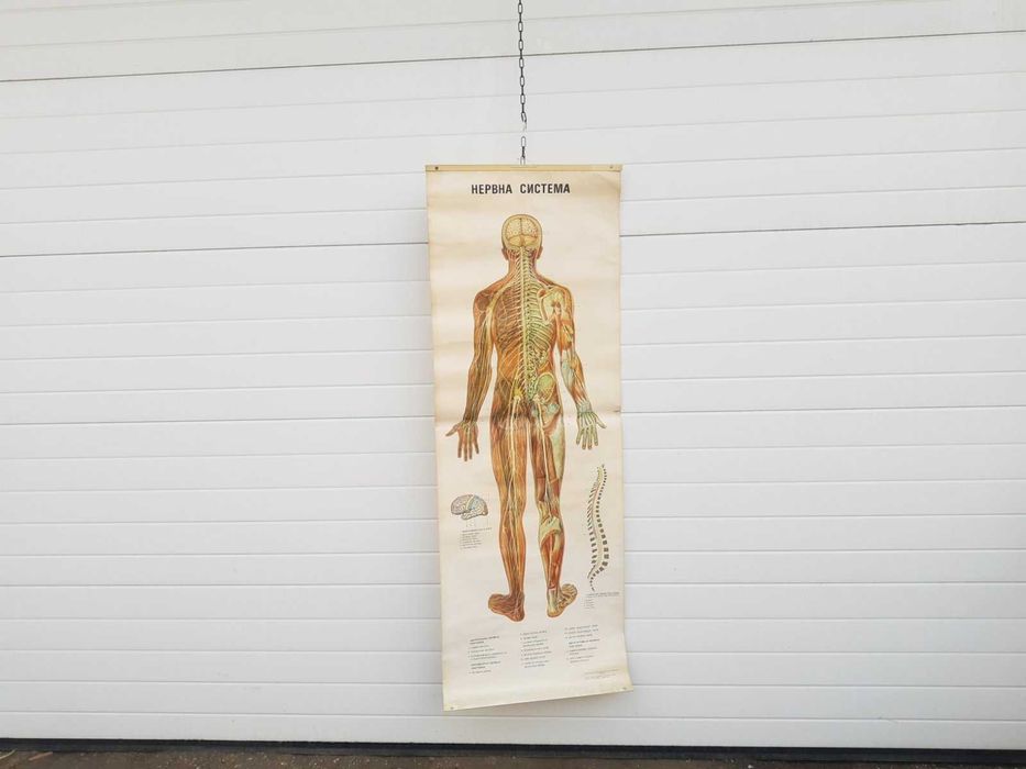 Стар Учебен постер Анатомия на човек. Нервна система и окончания