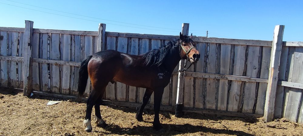 Жеребец 4года на племя