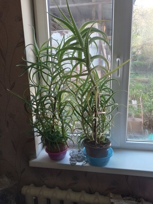 Продам Алоэ. Самовывоз.