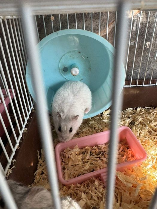 Подарявам хаместери