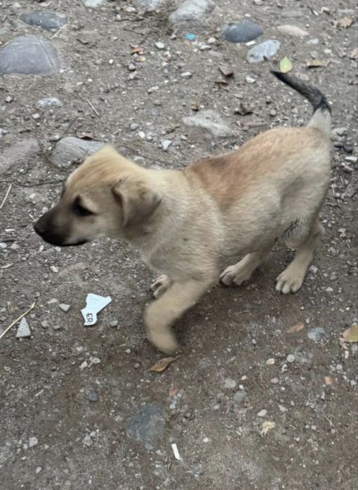 Отдам щеночка в добрые руки!!!