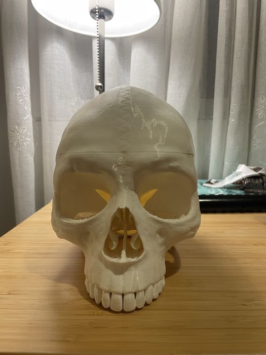 Анатомичен модел на череп, 3 части, OScar