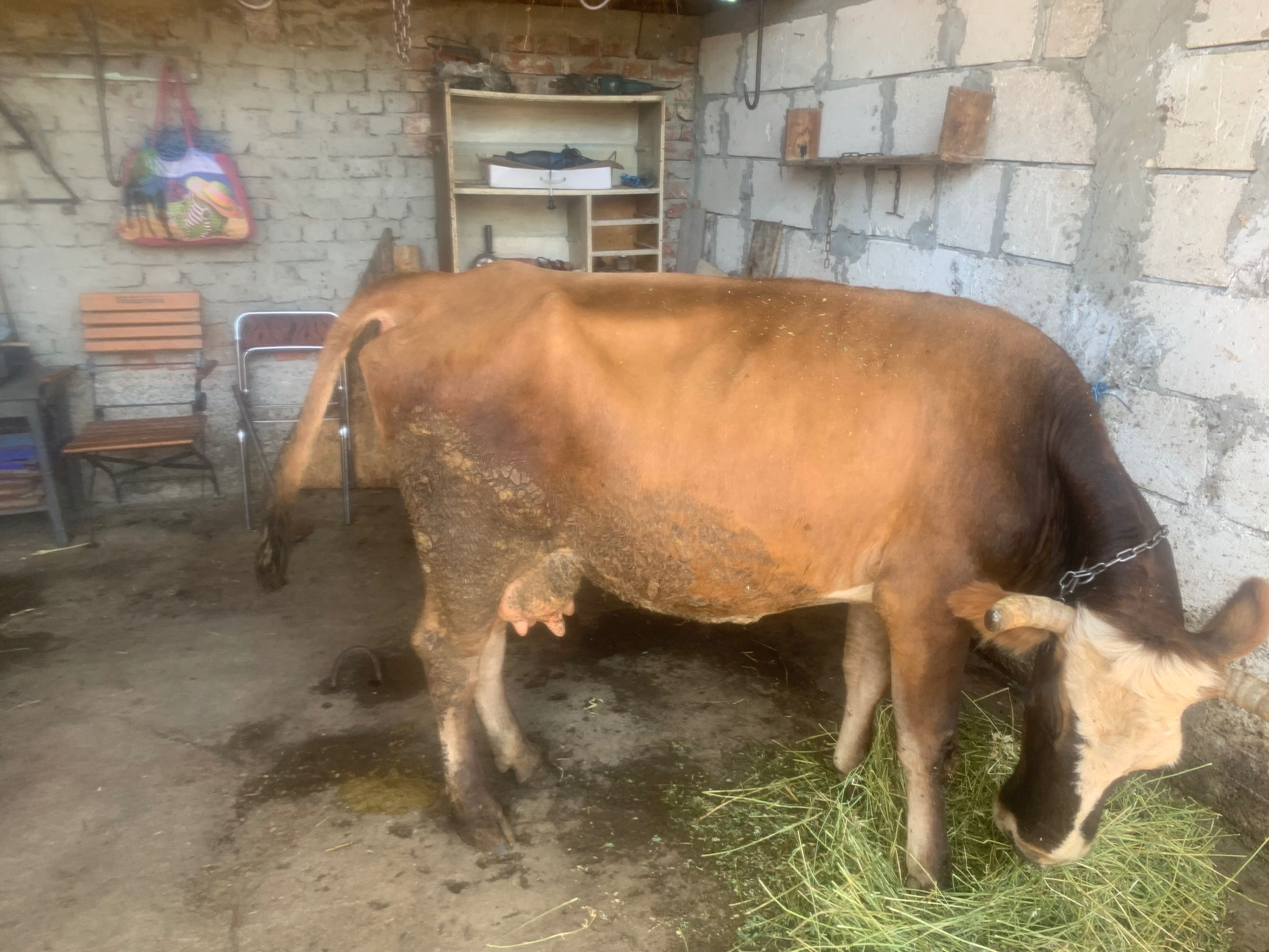 Vaca de vanzare de lapte