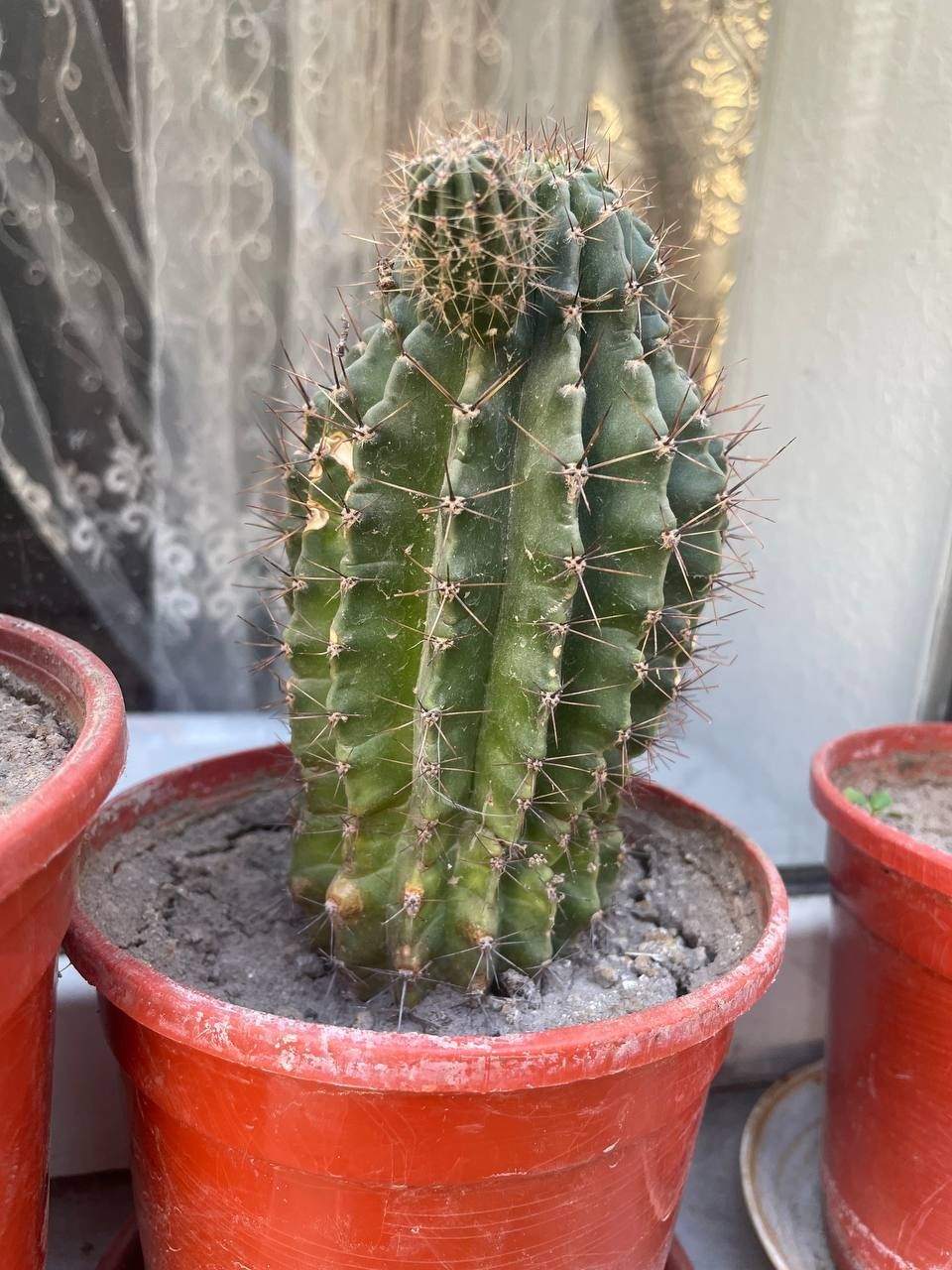 Xonaki gullar sotiladi