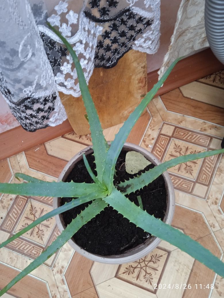 Продам растение алоэ