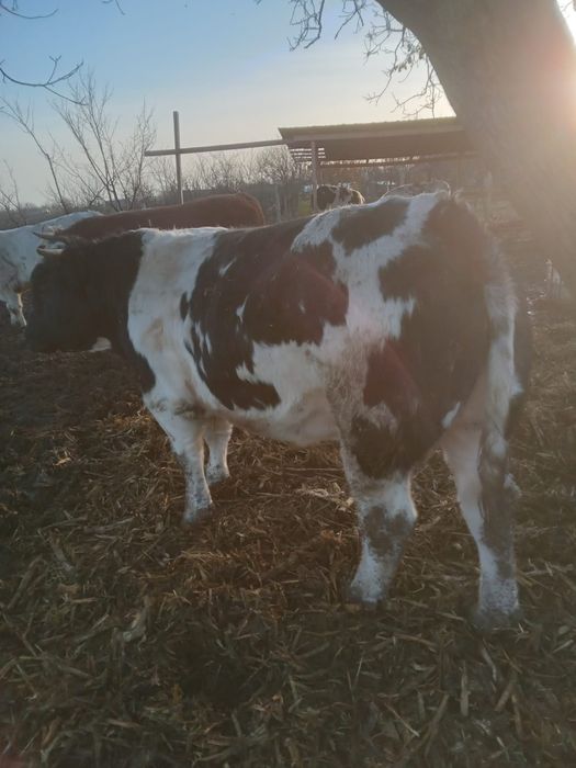 Vitei 400 -600 kg, pret 22 lei /kg