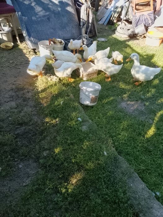 Rațe românești de vinzare