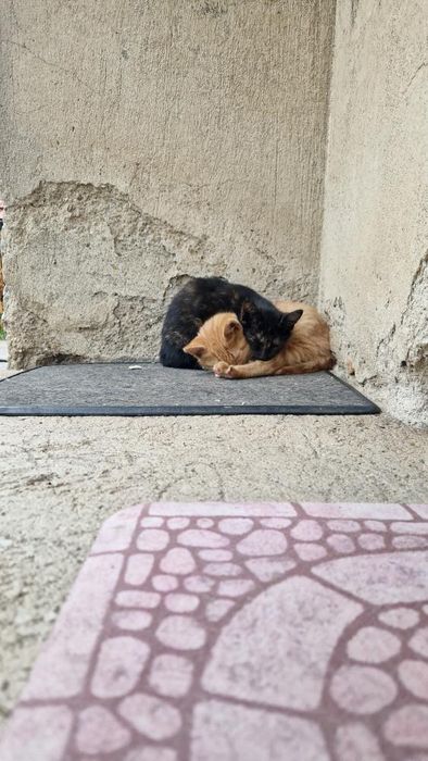 Подарявам женски котета