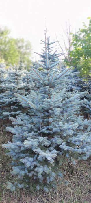 Brazi arginti oferta la cantitate mare