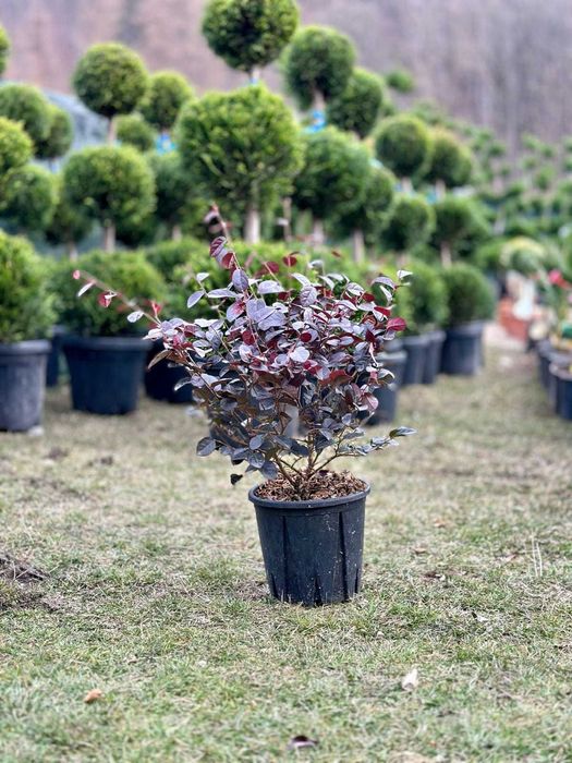 Plante Ornamentale Diverse – Selecție Premium