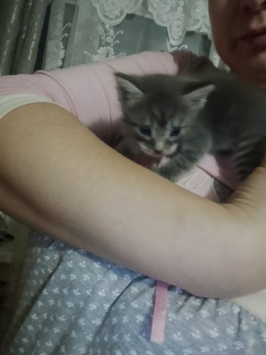 Продам котят 3 девочки и 1 мальчик