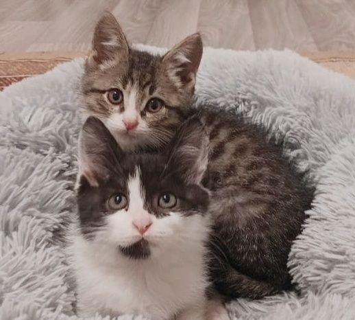 Котики и кошечки ждут любящих хозяев